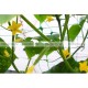 Сетка пластиковая РинаПластик СВ210 для вьющихся растений 150*170 мм 2*10 м