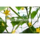 Сетка пластиковая Bradas СВ220 для вьющихся растений 15*17 см 2*20 м